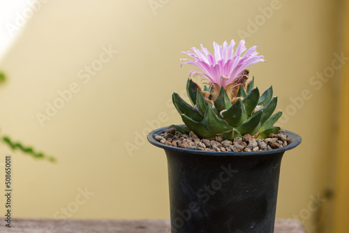Ariocarpus trigonus cactus in pot and flower photo
