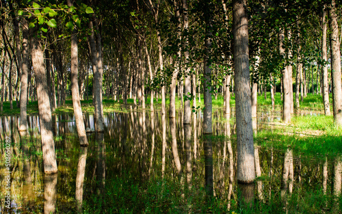 Poplar tree forest in a sunny day