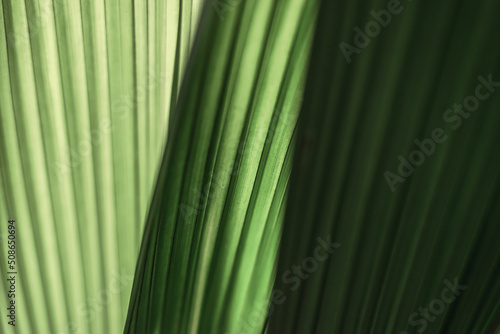 Green leaves of molineria close-up.Natural abstract background.Urban jungle concept.Biophilic design.