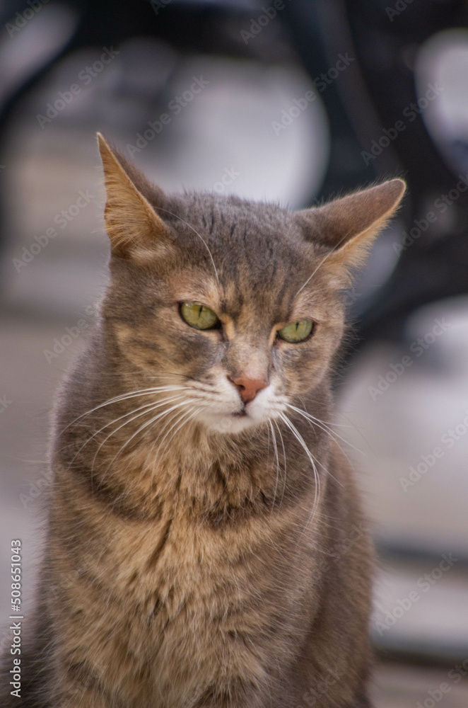 portrait of a cat