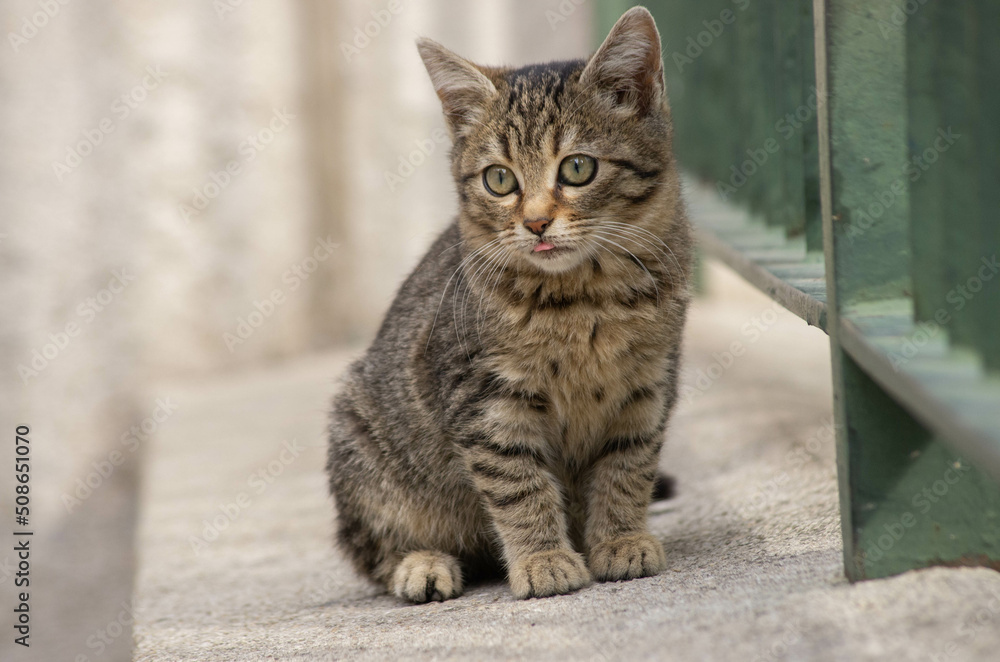 portrait of a cat