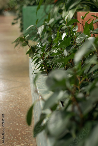 Peperomy magnoliaceous on a flower bed in the greenhouse.Home gardening urban jungle biophilic design.Selective focus.