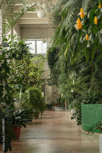 Fototapeta Naklejka Na Ścianę i Meble -  Interior of greenhouse with indoor plants and palm trees.Urban jungle concept.Biophilia design.Home gardening.Selective focus.