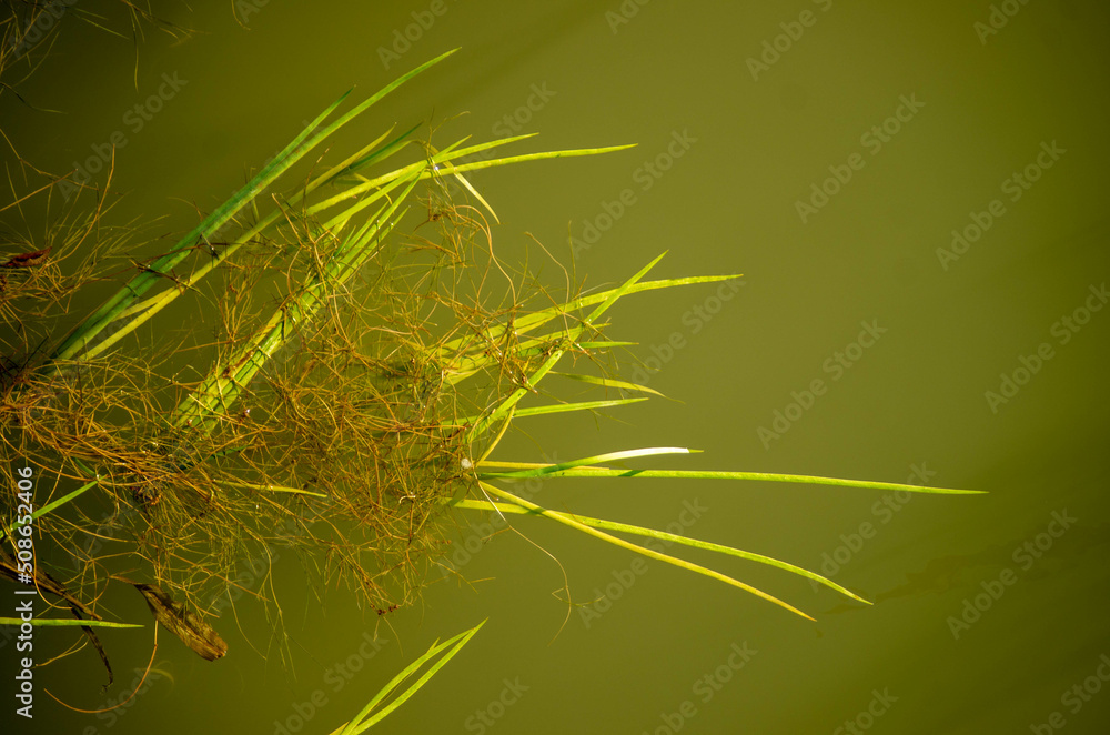 Obraz premium moss and river background