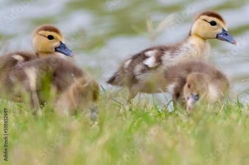 Ducks