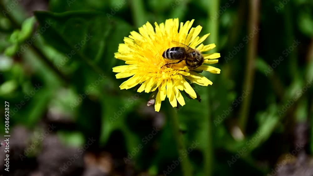 Bee collecting pollen from yellow flower Bee collecting pollen from yellow flower