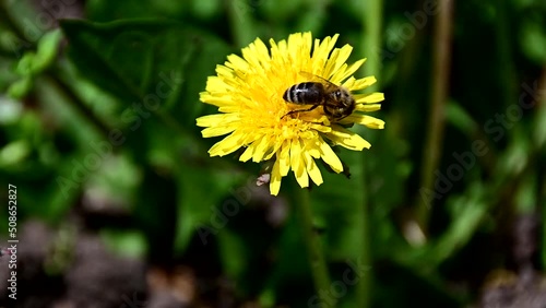 Wallpaper Mural Bee collecting pollen from yellow flower Torontodigital.ca
