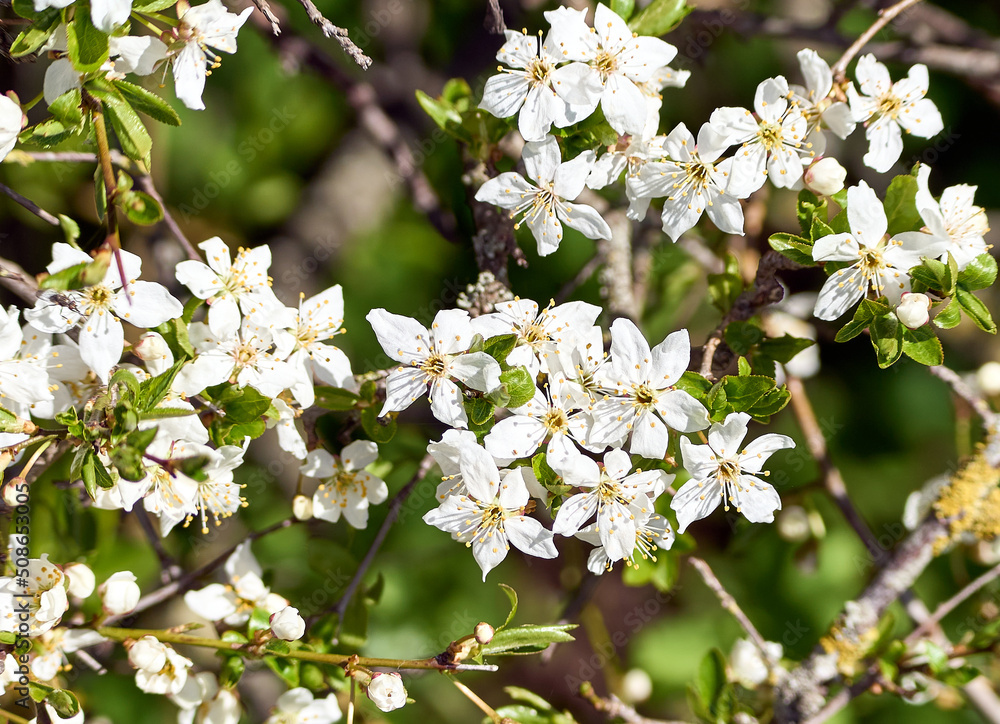 Blooming apple tree twig in springtime on a sunny day. Close-up shot.