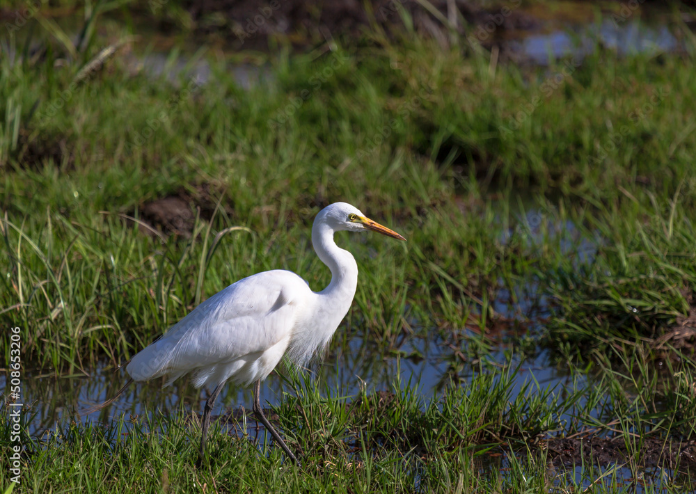 White heron standing in the marsh in savannah in Amboseli national park White heron standing in the marsh in savannah in Amboseli national park