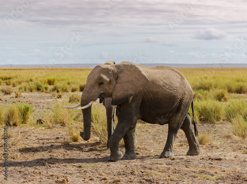 Large elephant going in savannah in Amboseli national park