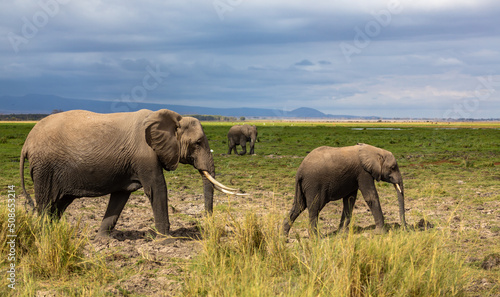 Big elephant and its baby going in savannah. Amboseli national park. Kenya © Анастасия Смирнова
