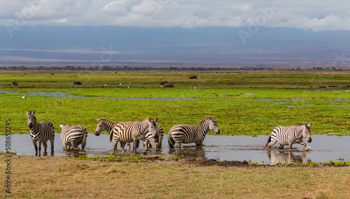 Photography Group of zebras standing in the water in savannah