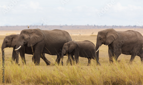 Four elephants  large and babies  going on the yellow grass in savannah. Amboseli national park. Kenya