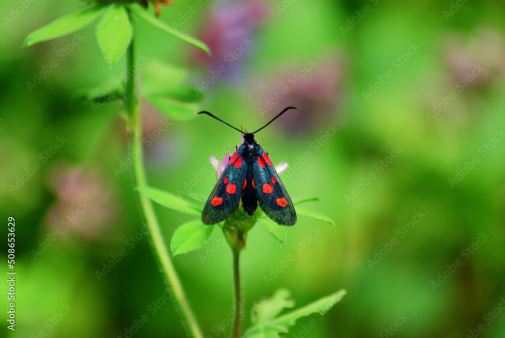 butterfly on a flower butterfly on a flower