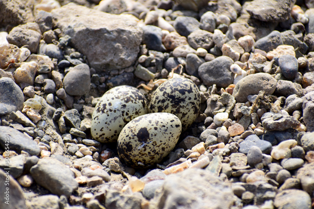 Eggs of red wattled bird in the sand stone Eggs of red wattled bird in the sand stone