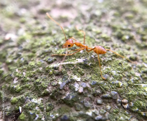Weaver ants © adehan