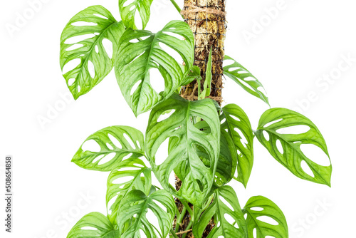 Monstera Adansonii established on the moss pole photo