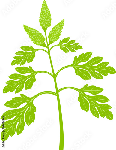 Ambrosia plant with growing seeds.