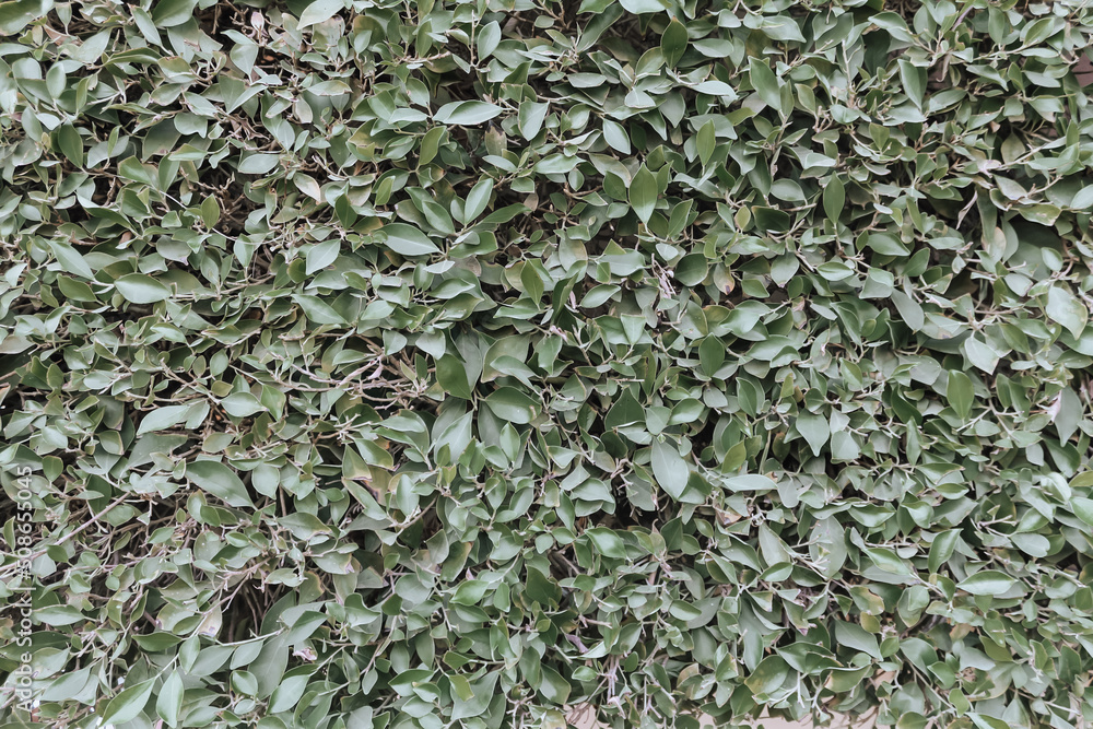 Natural green pattern. Dark green leaves texture, summer background. Natural green pattern. Dark green leaves texture, summer background.