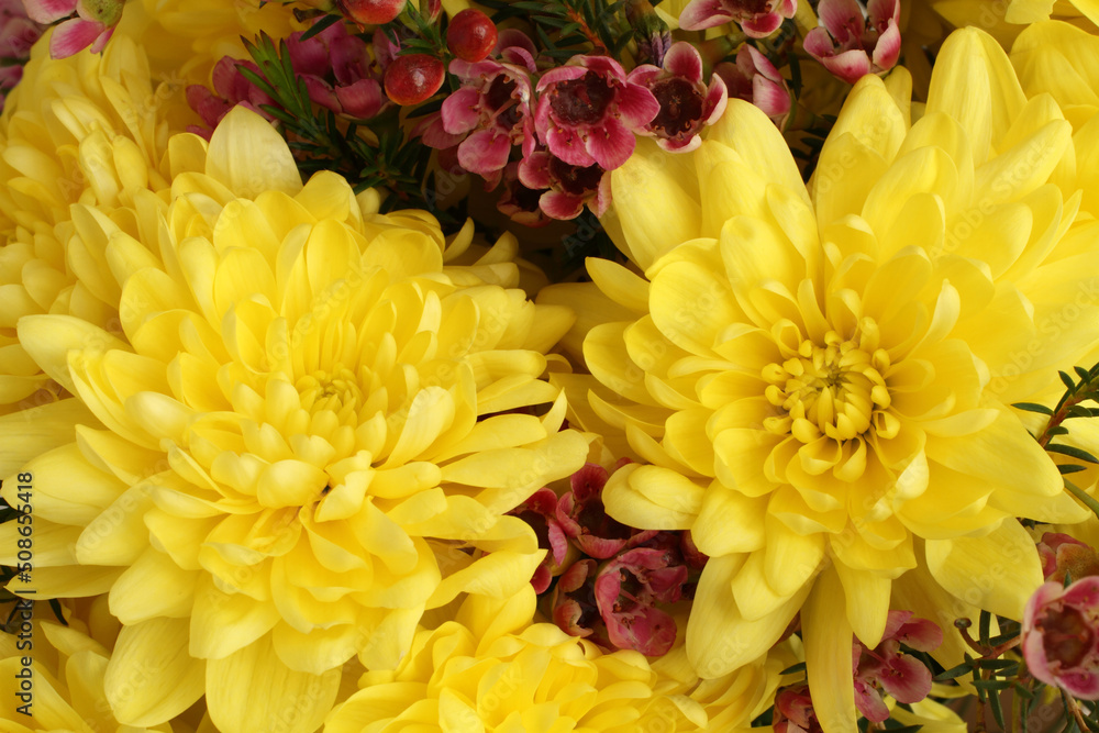 Bouquet of large yellow chrysanthemums with small burgundy flowers. Closeup. Bouquet of large yellow chrysanthemums with small burgundy flowers. Closeup.