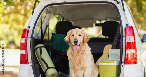 Happy golden retriever pet dog sitting inside open car boot in park