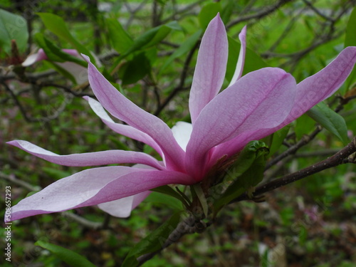 Magnolia Blossom