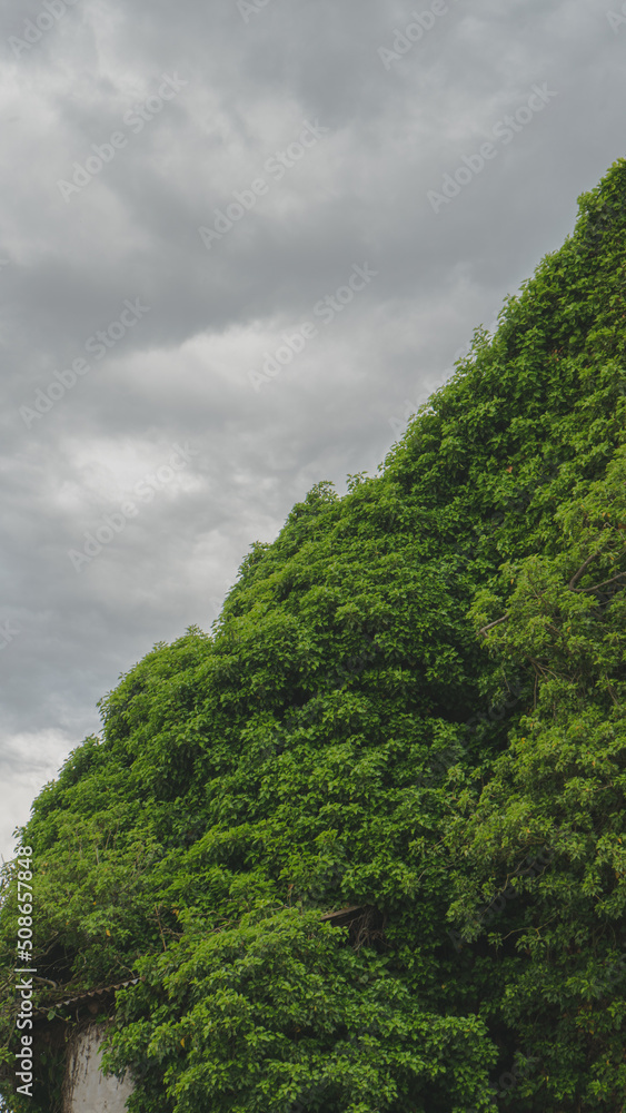 Obraz premium Scheune mit Efeu