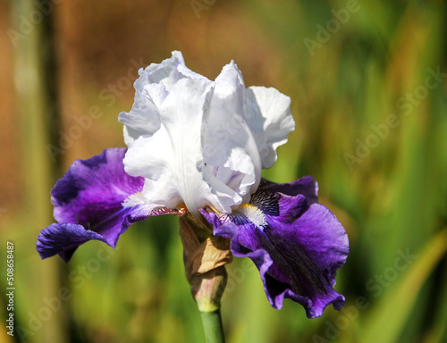 Fototapeta Naklejka Na Ścianę i Meble -  iris flower in the garden