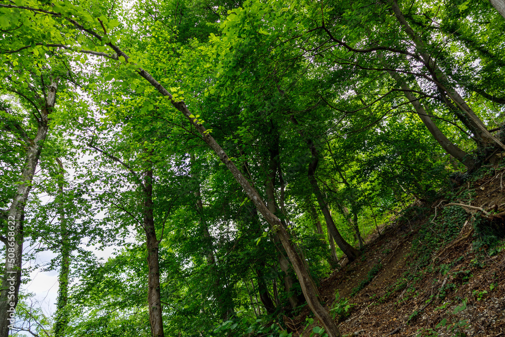 Obraz premium Trees on the hill