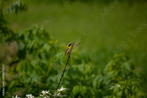 Little common yellowthroat warbler in Pennsylvania perched on twig, ready to fly photo