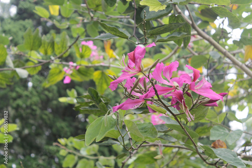 Bauhinia is a big tree with the most beautiful pink flowers.