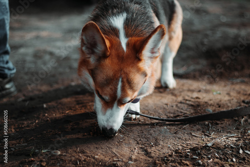 Welsh Corgi dog in the park. The dog sniffs the ground