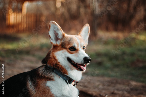 Welsh Corgi pembroke dog in the park