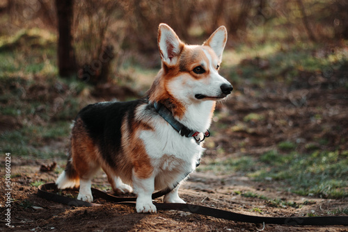 Welsh Corgi pembroke dog in the park