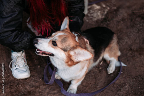 Welsh Corgi pembroke dog in the park