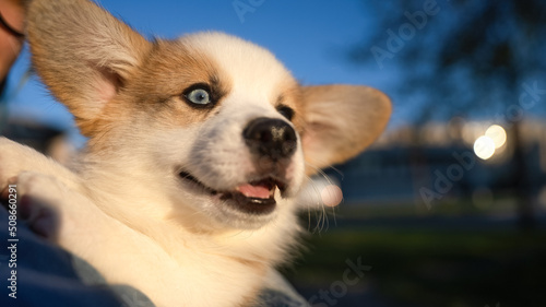 Fototapeta Naklejka Na Ścianę i Meble -  Beautiful cute corgi puppy. Dog portrait.
