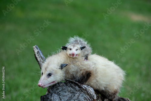 Fototapete opossum with baby