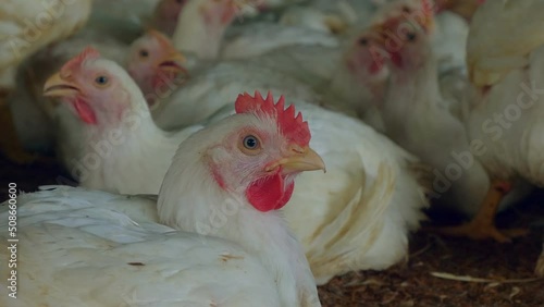 Head shot rooster in poultry house. Chicken in farm pruduce in evaporation system. photo