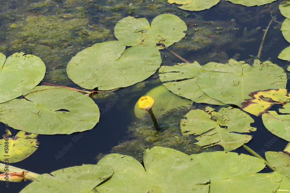 Yellow water lily blooming in the lake Yellow water lily blooming in the lake