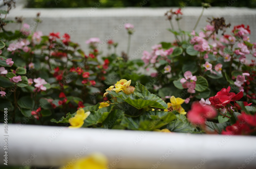 Naklejka premium flowers in the garden