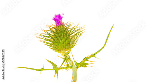 Close-up of thistle flower before flowering isolated on white background.