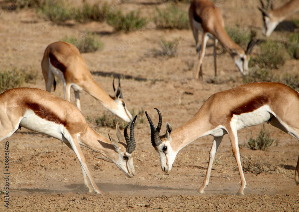Springbok rams rutting in the Kgalagadi, South Africa Springbok rams rutting in the Kgalagadi, South Africa
