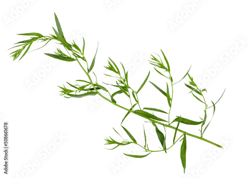 Tarragon isolated on a white background  clipping path  top view