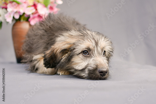 portrait of a small fluffy puppy on a gray background © Valeriy Volkonskiy