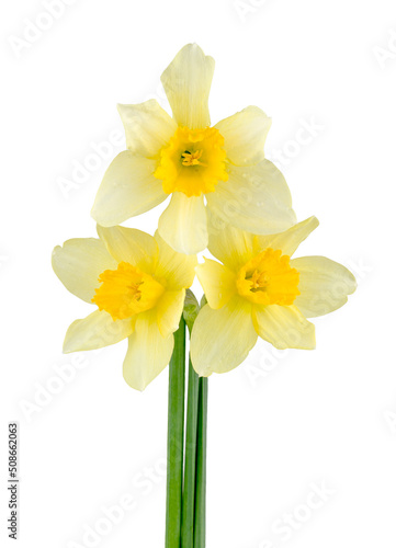 Narcissus isolated on a white background