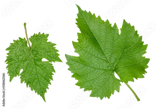 Green grape leaves isolated on a white background