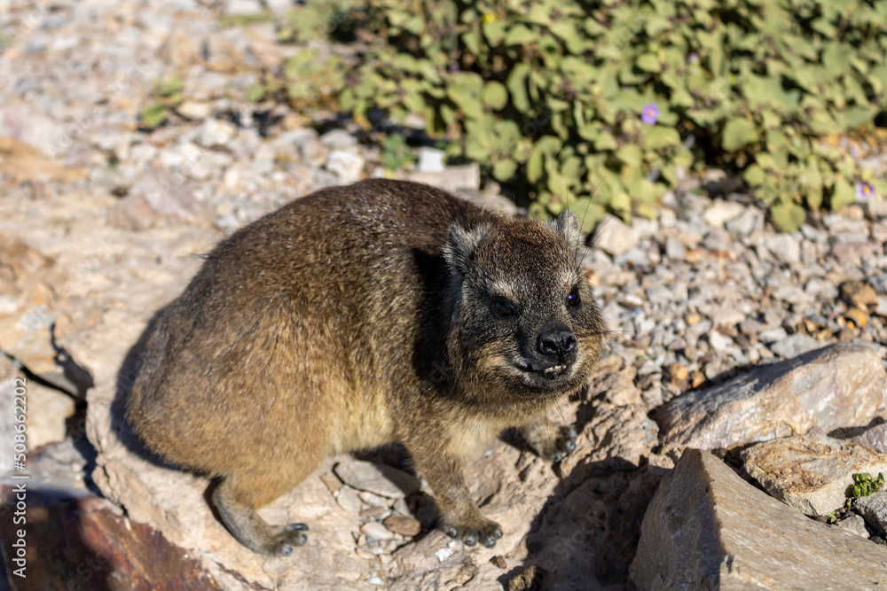 Naklejka premium HOLIDAY IN South Africa