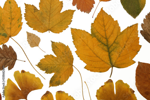 Collection of beautiful various dried autumn leaves isolated on white background