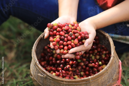 Plant disease of coffee bean in farm with Researcher.coffee plantation,Film grain filter effect.harvesting Robusta and arabica  coffee berries by agriculturist hands,Worker Harvest arabica coffee.