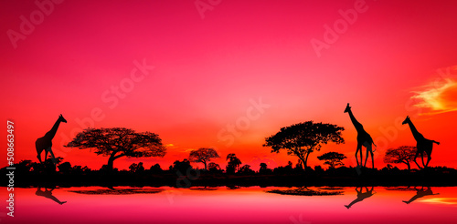 amazing sunset and sunrise.Panorama African tree silhouette with sunset, tree shadow with sun setting, dark tree on open field, dramatic sunrise, safari theme.
